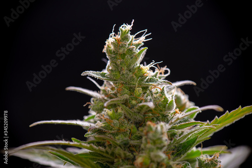 Macro detail of Cannabis flower trichomes (sour diesel strain)