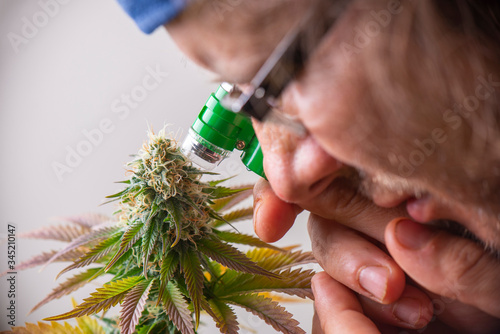 Canvas Print Cannabis grower looking closely at marijuana flowers with a jewelers loupe