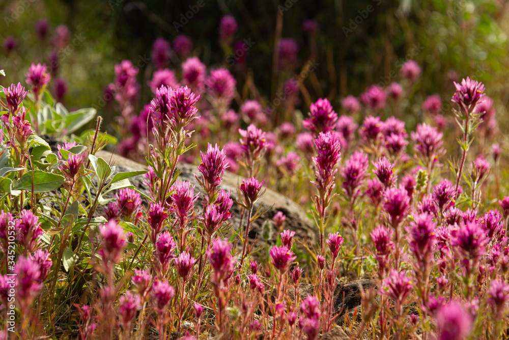 Close up of Purple Owl’s Clover, also known as Exerted Indian Paintbrush, Castilleja exserta, with a limited depth of focus.