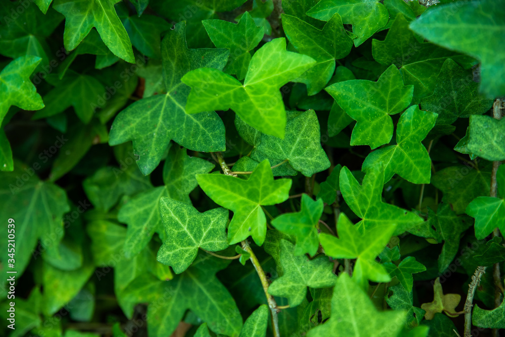 Textura de hojas verdes de hiedra o planta trepadora. Stock Photo ...