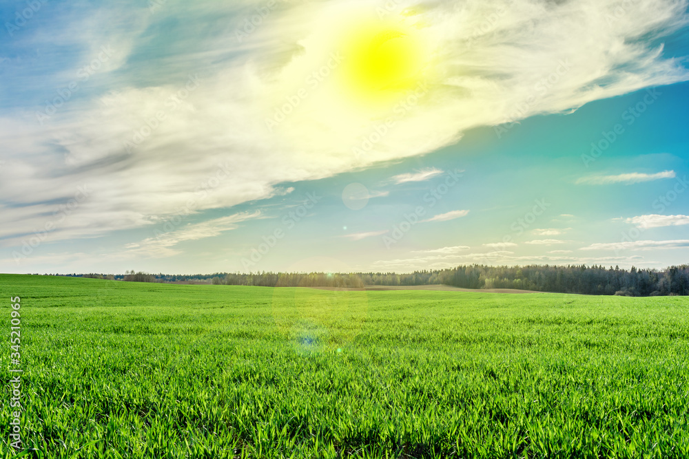 Green field, forest on the horizon and sun with white clouds on blue sky, nature landscape background