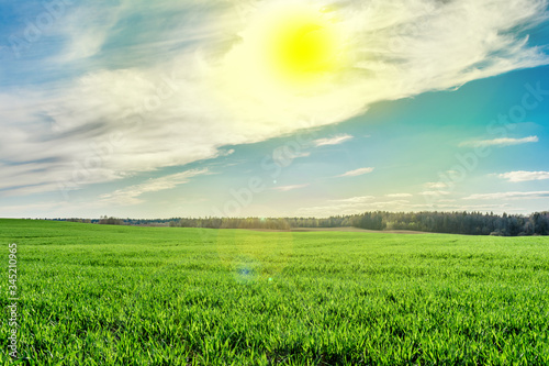 Green field  forest on the horizon and sun with white clouds on blue sky  nature landscape background