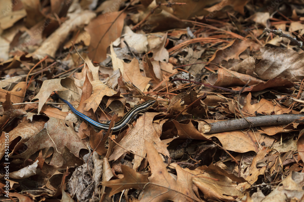 Common five-lined skink crawling through leaves on the forest floor. 