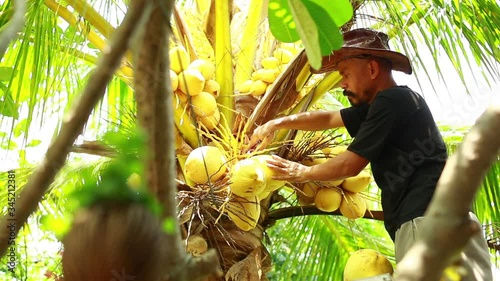 An Asian man with a mustache is harvesting coconuts. Fresh coconut from the garden. Harvester harvests coconut palm tree trunk.