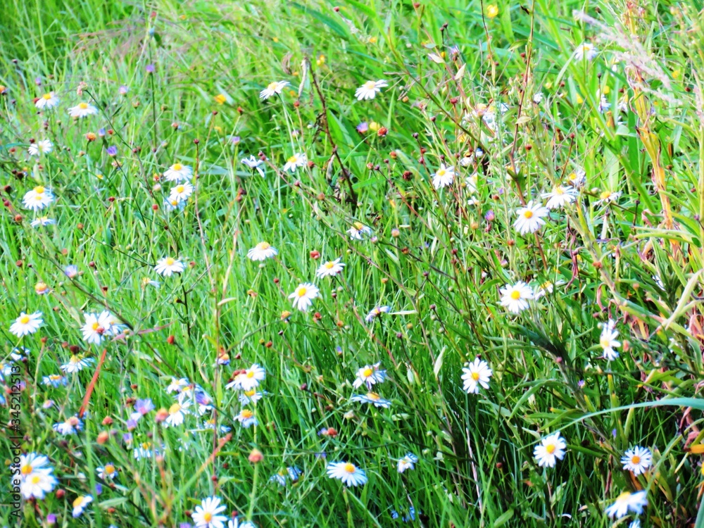 日本の田舎の風景　9月　野の花　野菊