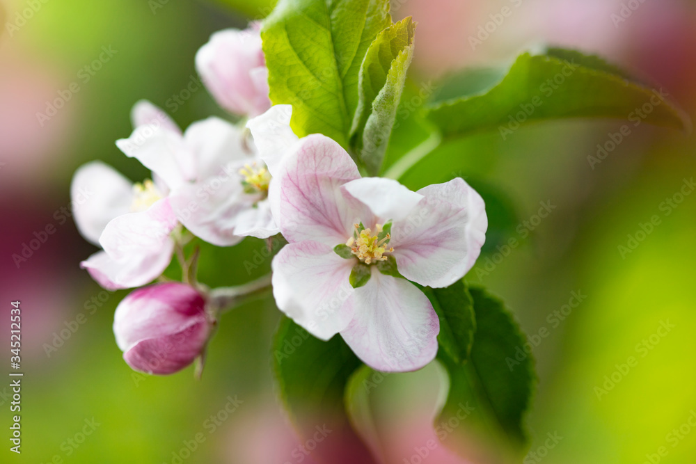 Bright spring background with flowers of fruit trees. Spring. Spring Garden. Close-up