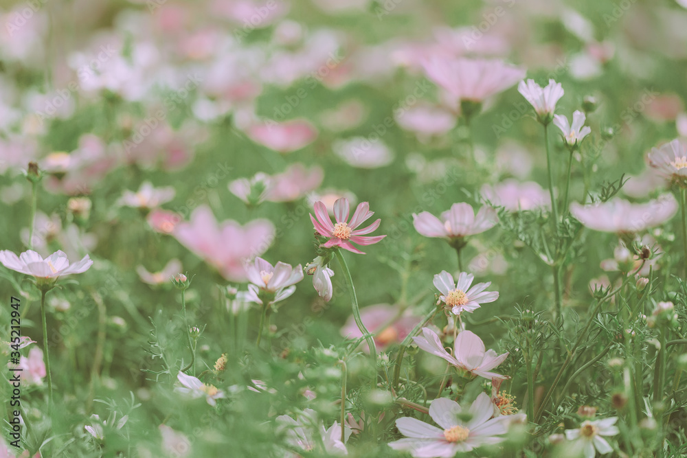 dramatic flower background; Nature Background dramatic flower background; Nature Background