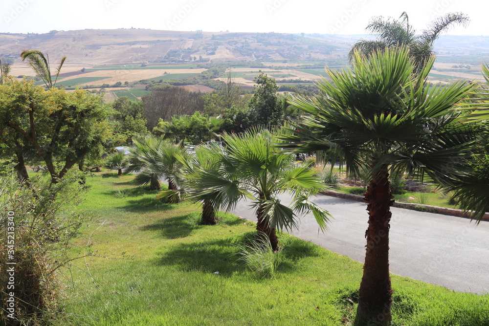 Fototapeta premium palm landscape