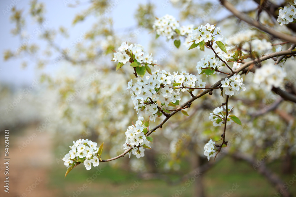 Obraz premium Pear trees blossom in spring