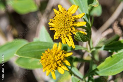 Sea oxeye a.k.a. bushy seaside tansy (Borrichia frutescens) macro - Hollywood, Florida, USA