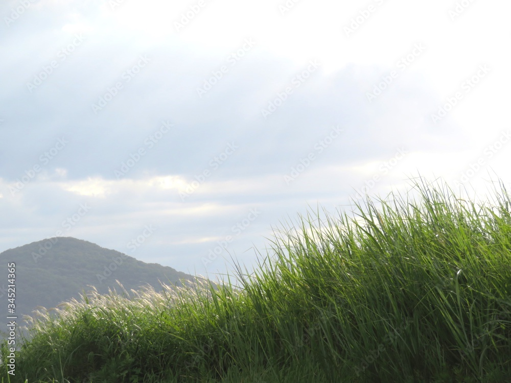 Obraz premium 日本の田舎の風景 9月 曇り空のすすき