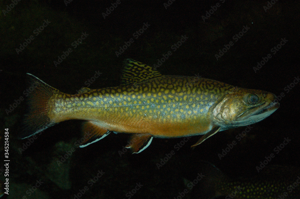 Brook Trout Brook Trout
