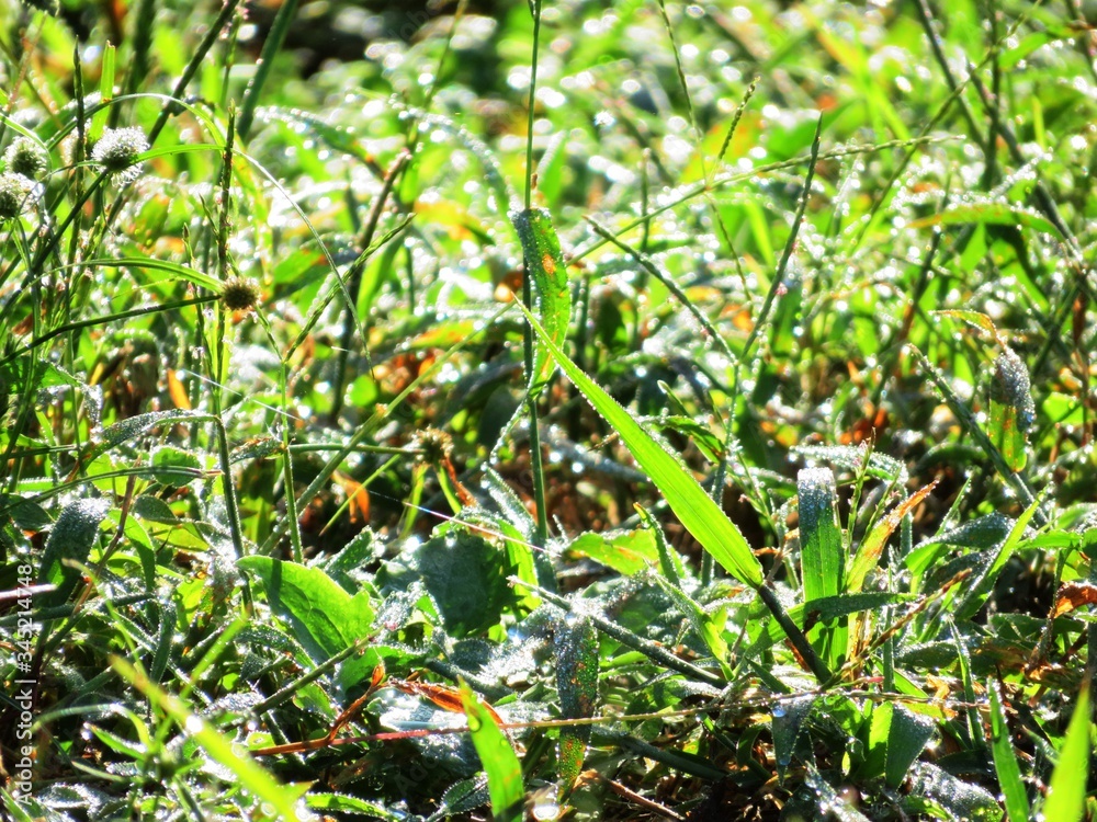 Fototapeta premium 日本の田舎の風景 9月 朝露をおく草叢