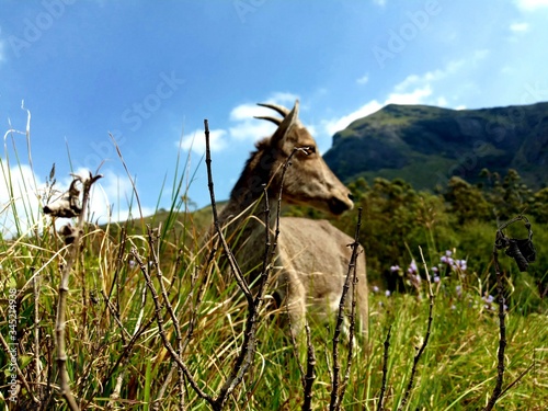 Nilgiri tahr (Nilgiritragus hylocrius)is an ungulate that is endemic to the Nilgiri Hills and the southern portion of the Western&Eastern Ghats in the states of Tamil Nadu&Kerala in Southern India. photo