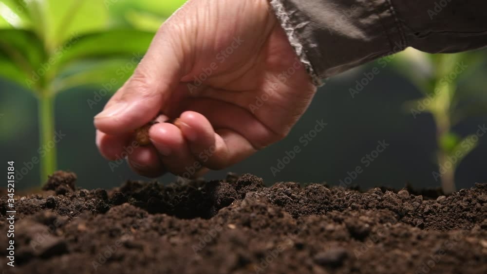 Farmer's hand planting seed in soil .
