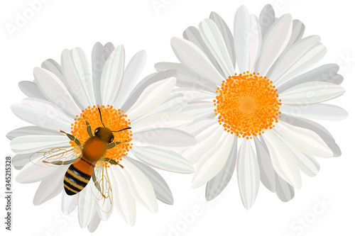 Close up view of the bee on camomile flower