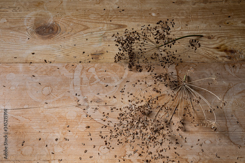 Smattering of dried dill seeds and seed heads on an old wood table top  culinary and food themed background  creative copy space  horizontal aspect
