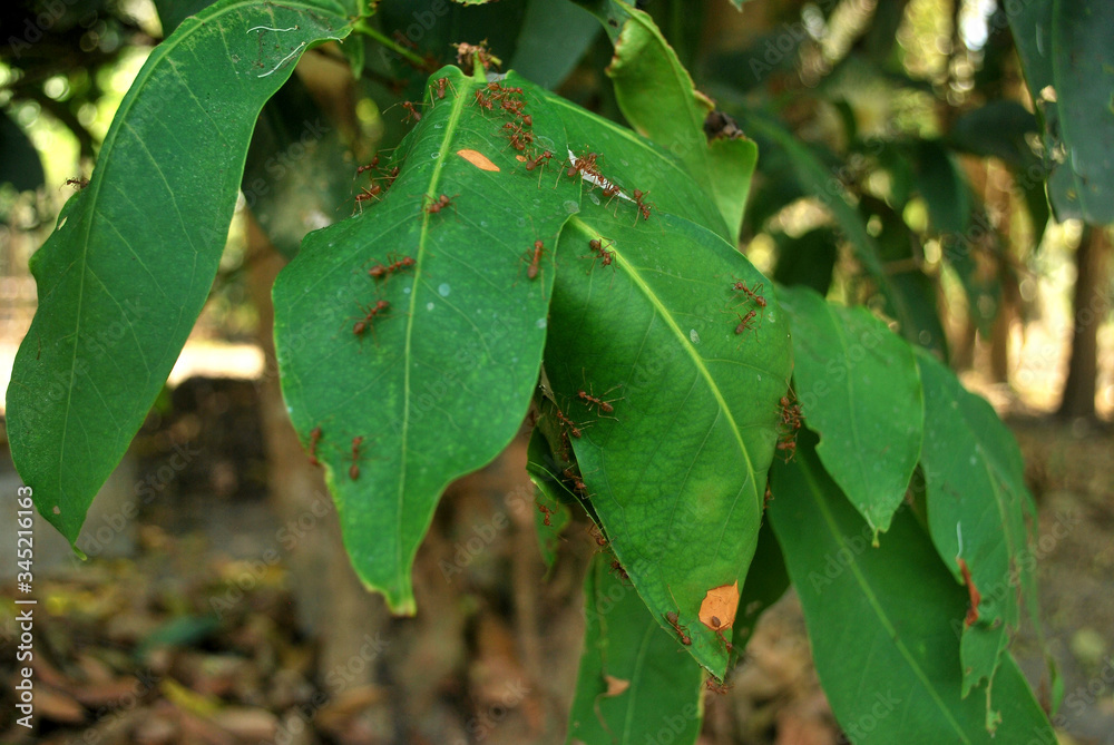 Red ants are building their nests on the pink tree. Red ants are building their nests on the pink tree.