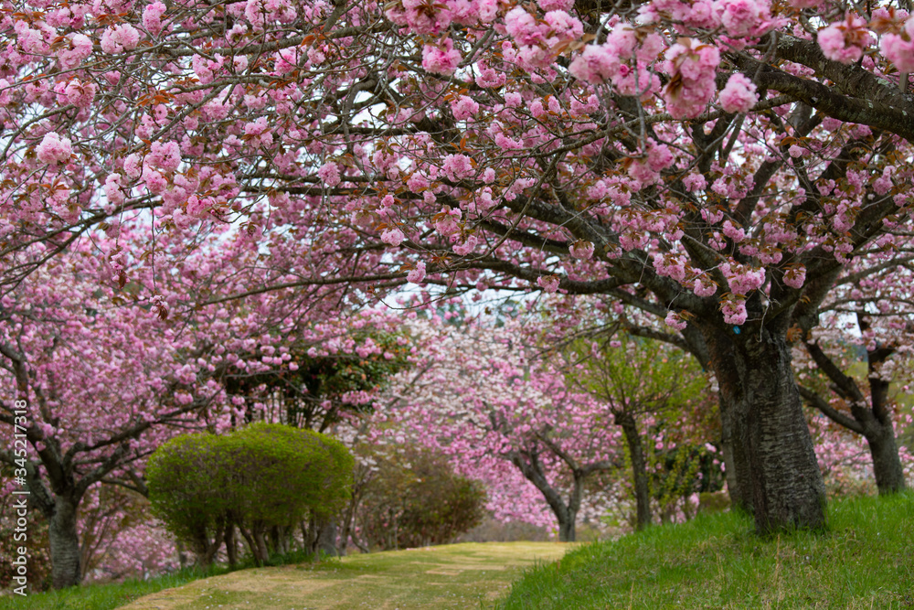 八重桜の桜のトンネル（静峰公園　茨城県　日本）と満開に咲いた八重桜