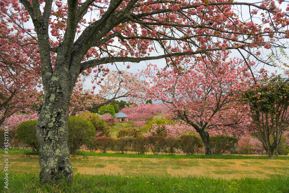 Fototapeta premium 静峰公園（茨城県 日本）の満開に咲いた八重桜