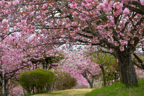 八重の桜のトンネル（静峰公園、茨城県、日本）の満開に咲いた八重桜