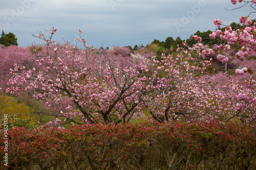静峰公園（茨城県　日本）の満開に咲いた八重桜