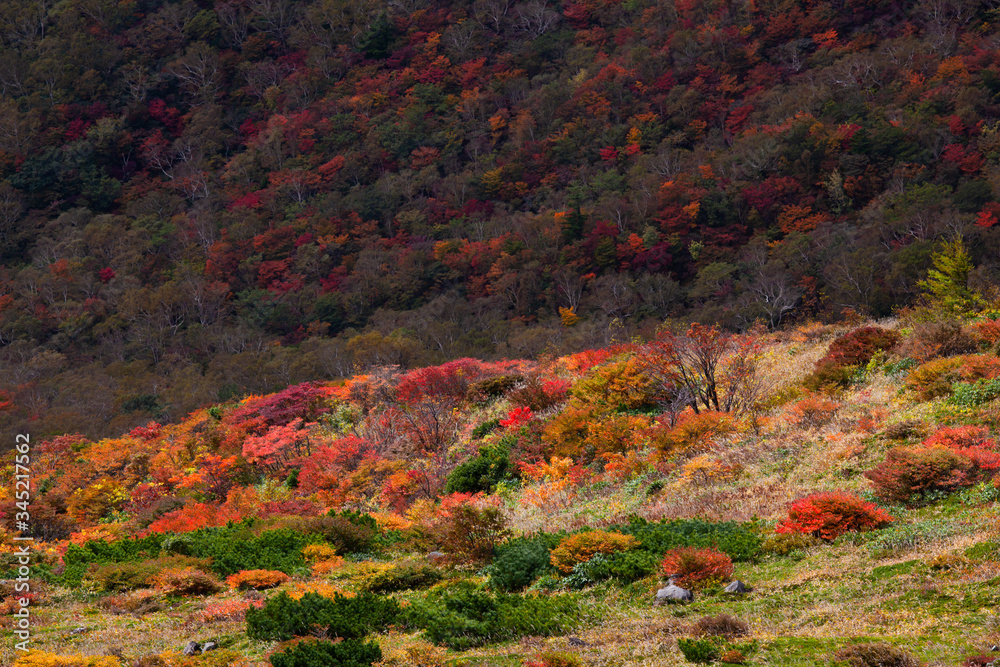 那須岳ロープウェイ山頂付近の真っ赤に染まる草紅葉