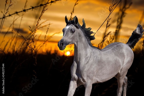 horse Arabian