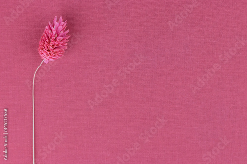 mockup with dried pink fabalis flower on border top view on pink cloth textured backdrop with copyspace for a text photo