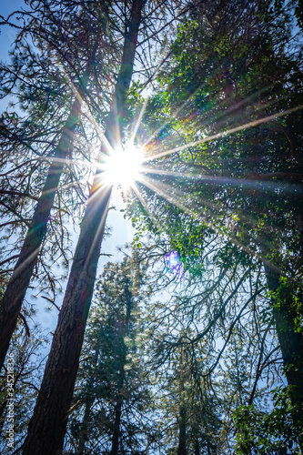 Sunlight filtering through the trees in a wooded forest in Southern Oregon