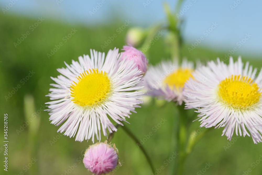 Obraz premium ヒメジョオン