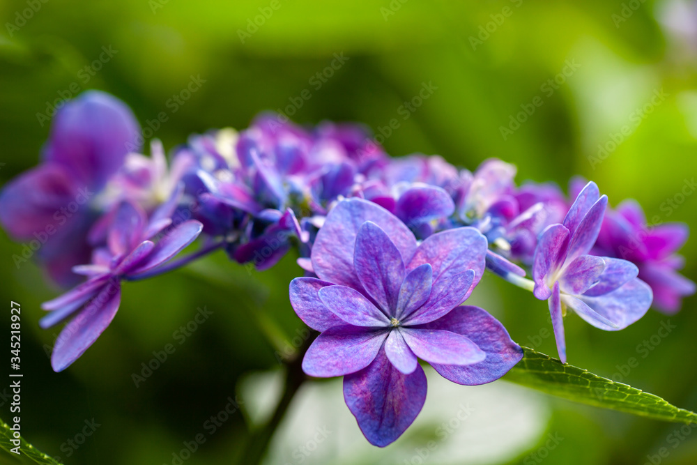 アジサイ　紫陽花　「夜の虹」