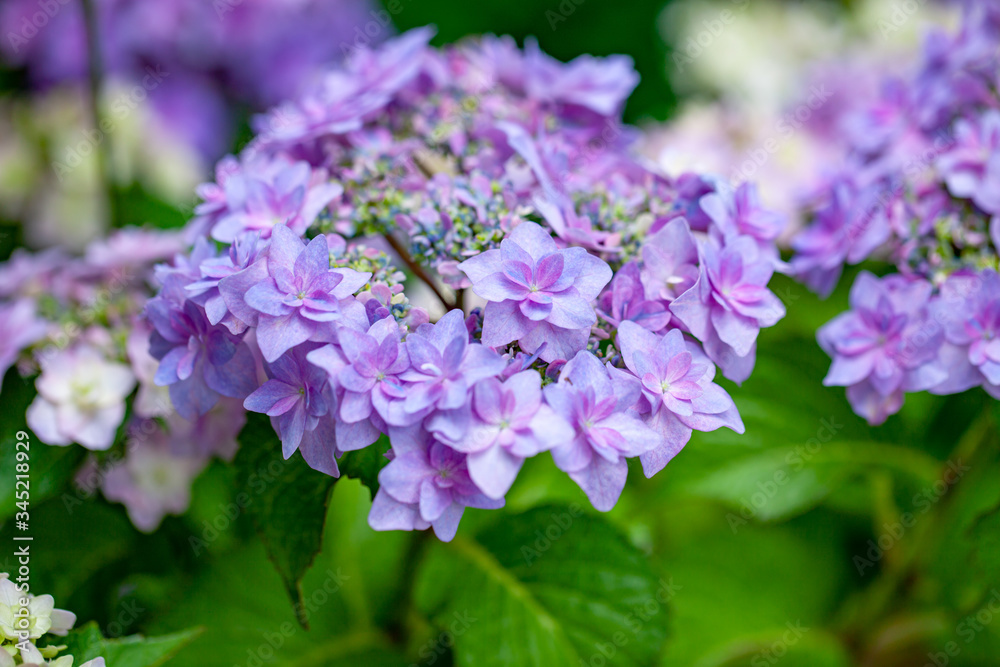 アジサイ 紫陽花 「シャンデリア」 アジサイ 紫陽花 「シャンデリア」