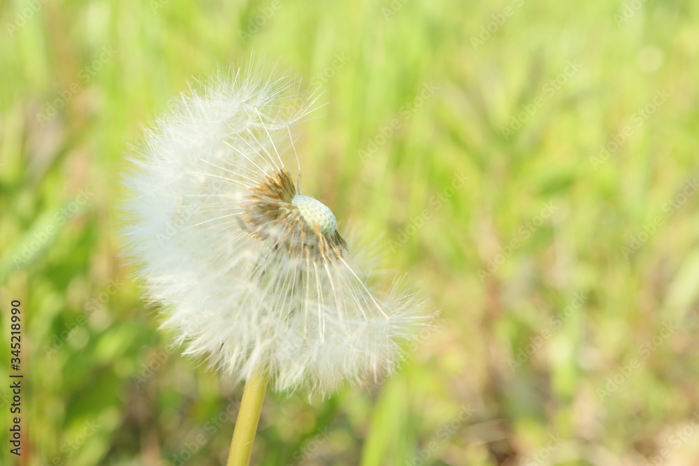Fototapeta premium タンポポ
