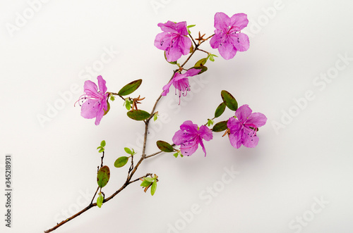 Purple rhododendron flowers Labrador tea on branch isolated