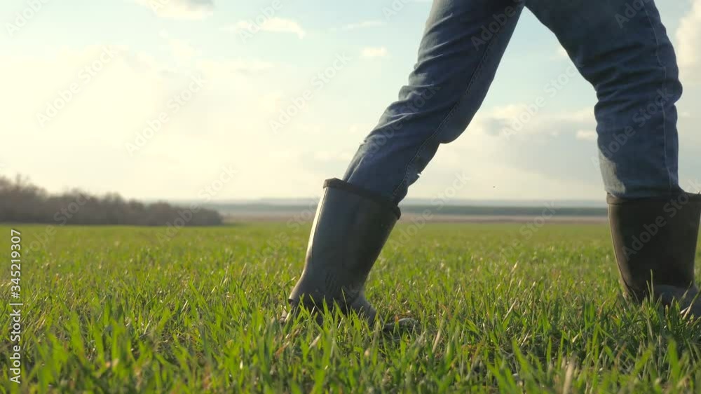 man lifestyle farmer a red neck feet in rubber boots in cap is walking on a green field bottom view. spring harvest agriculture concept. male working feet walks on winter wheat green inspects the crop man lifestyle farmer a red neck feet in rubber boots in cap is walking on a green field bottom view. spring harvest agriculture concept. male working feet walks on winter wheat green inspects the crop