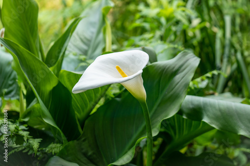 カラーの花