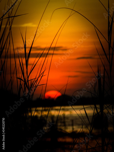 Bhagalpur, India- Aug 14, 2018: A Silhouette view of some grasses with the Background of the Ganga river and a very beautiful sunset with orange colorful clouds and the very beautiful scenery.