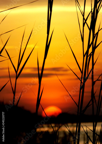 Bhagalpur, India- Aug 14, 2018: A Silhouette view of some grasses with the Background of the Ganga river and a very beautiful sunset with orange colorful clouds and the very beautiful scenery.