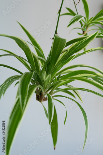 Fototapeta Naklejka Na Ścianę i Meble -  Spider plants babies, also known as Chlorophytum bichetii (Karrer) Backer, St. Bernard’s lily