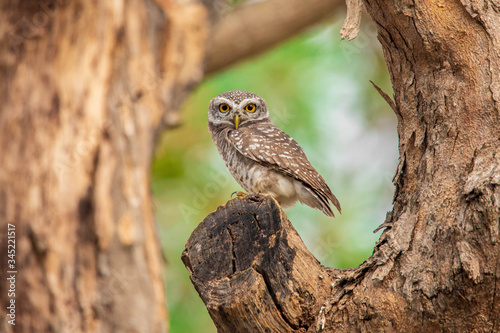 owl on a branch