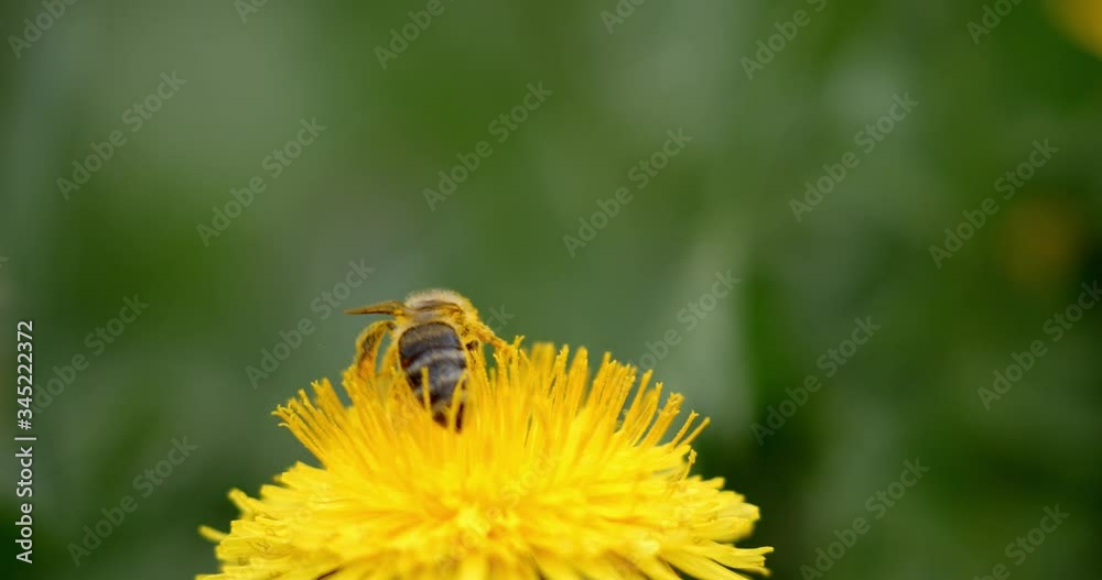 European honey bee on the flower of Taraxacum officinale, the common dandelion European honey bee on the flower of Taraxacum officinale, the common dandelion
