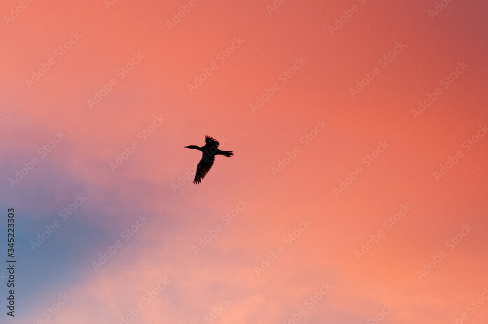 pássaro voando em pôr do sol