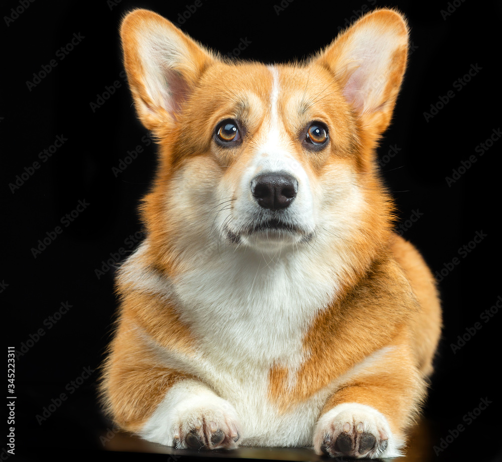 Welsh Corgi Pembroke, red, dog on a black background Welsh Corgi Pembroke, red, dog on a black background
