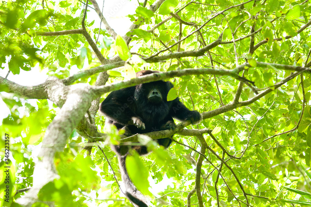 macaco bugio em árvore