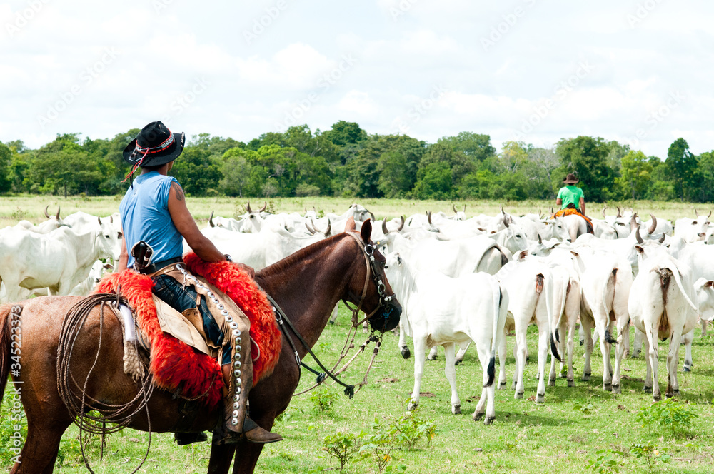 Peão boiadeiro tangendo gado nelore em fazenda - Pantanal Sul, Pulsar  Imagens