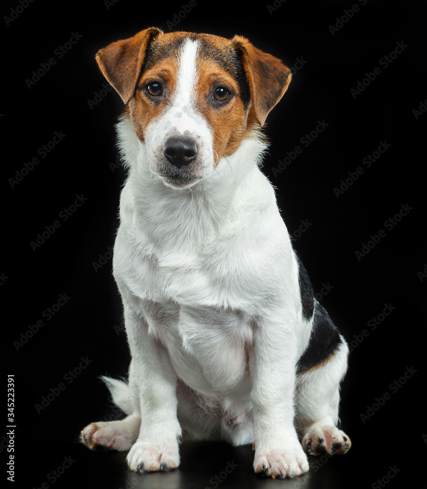 Jack Russell Terrier, dog on a black background Jack Russell Terrier, dog on a black background