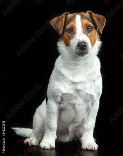 Jack Russell Terrier, dog on a black background