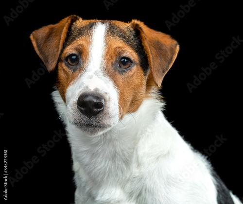 Jack Russell Terrier, dog on a black background © TrapezaStudio