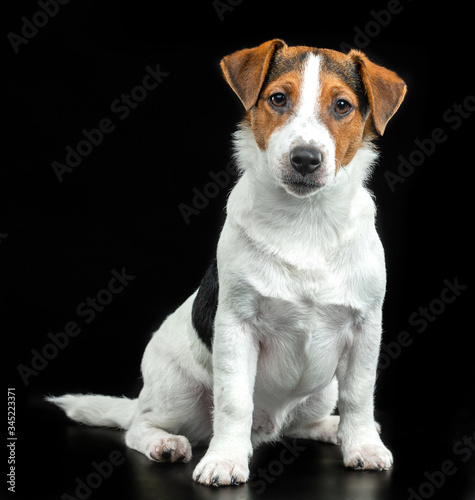 Jack Russell Terrier, dog on a black background